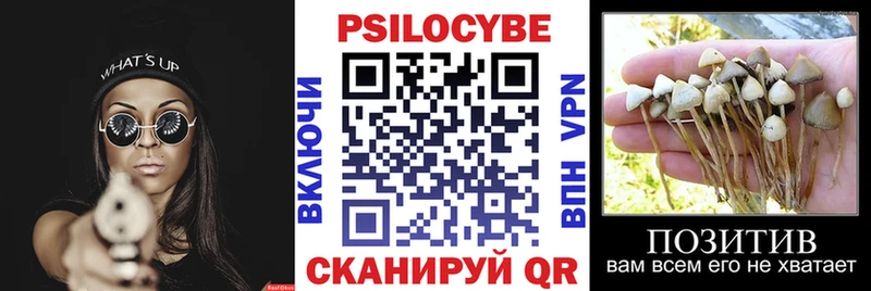 Галлюциногенные грибы Psilocybe  Чадан 